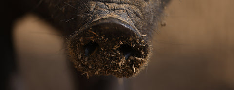 crna slavonska svinja